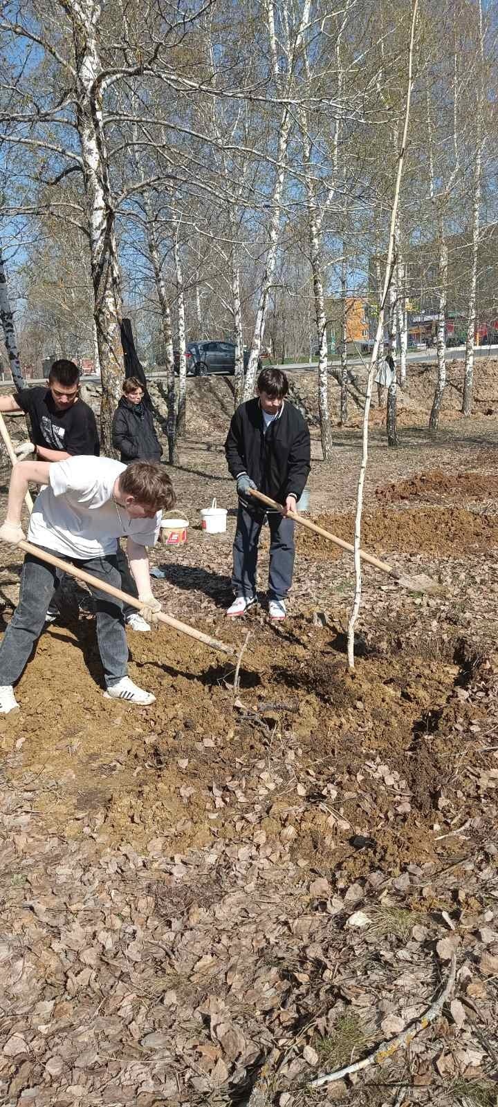 Обучающиеся 10 класса приняли участие в озеленении микрорайона Привольский, посадив 40 саженцев берёзы..