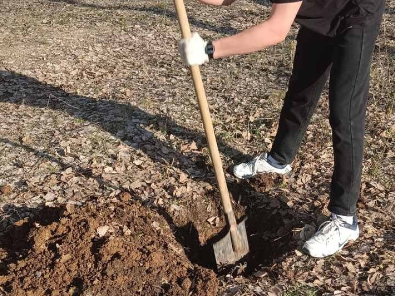 Обучающиеся 10 класса приняли участие в озеленении микрорайона Привольский, посадив 40 саженцев берёзы..